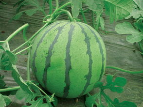 慈溪三北麥比拉果蔬農(nóng)場