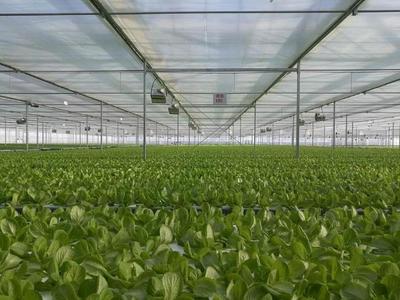 繼京東種菜后,騰訊也開始種起黃瓜,還順便拿個了種黃瓜比賽亞軍