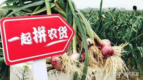 如何看待黃崢辭任拼多多董事長,將致力于食品科學和生命科學領域的研究 這一領域現(xiàn)狀和前景如何