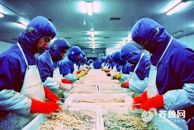 3年財政支持資金逾千萬 壽光將這樣打造綠色農業&ldquo;金字招牌&rdquo;