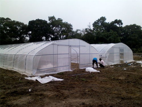 育苗大棚廠(chǎng)家 育苗大棚 育苗大棚 建設(shè)