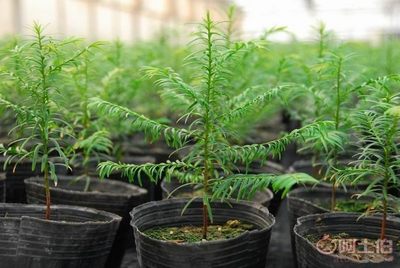 廠家批發(fā)營(yíng)養(yǎng)缽、營(yíng)養(yǎng)杯、育苗盆、種植袋，苗木蔬菜花卉專用產(chǎn)品介紹