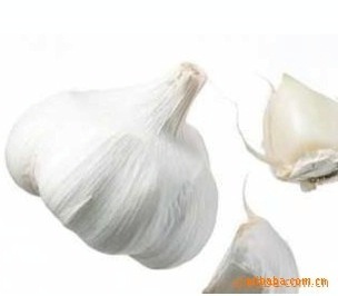 順旺農產品 優質大蒜供應商，滿足您的多樣化需求