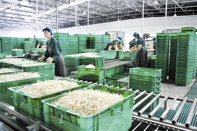 小豆芽里的“大文章” 蔬菜中的綠色營(yíng)養(yǎng)寶庫(kù)