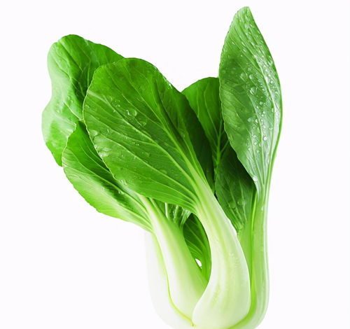 春雨潤(rùn)新綠 淺談春雨后蔬菜的營(yíng)養(yǎng)價(jià)值與美味